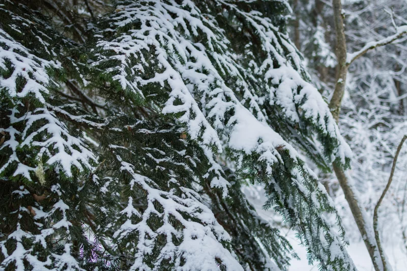 Зимняя сказка: еловые ветви под пушистым снегом