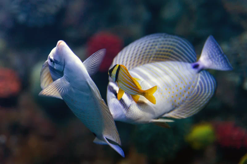 Подводный танец: три тропические рыбы в коралловом рифе