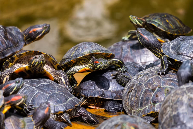 Стая красноухих черепах греется на солнце