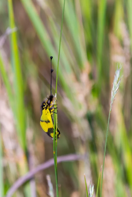 Яркое насекомое с желтыми крыльями на зеленом стебле
