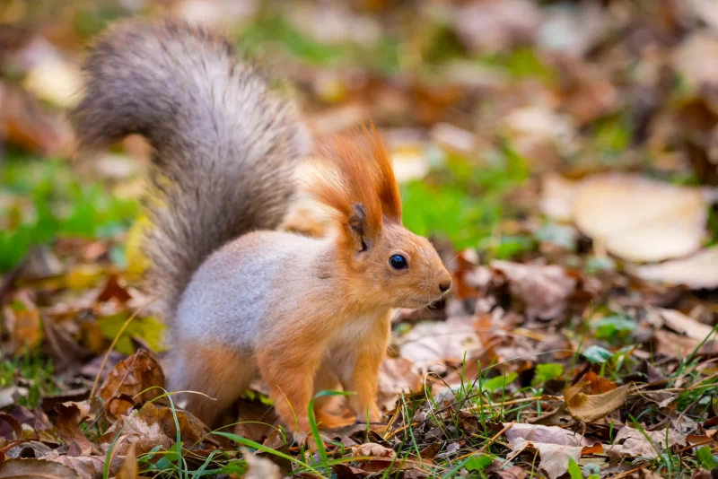 Squirrel in Autumn Forest
