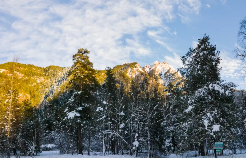 Зимний горный пейзаж с лесом