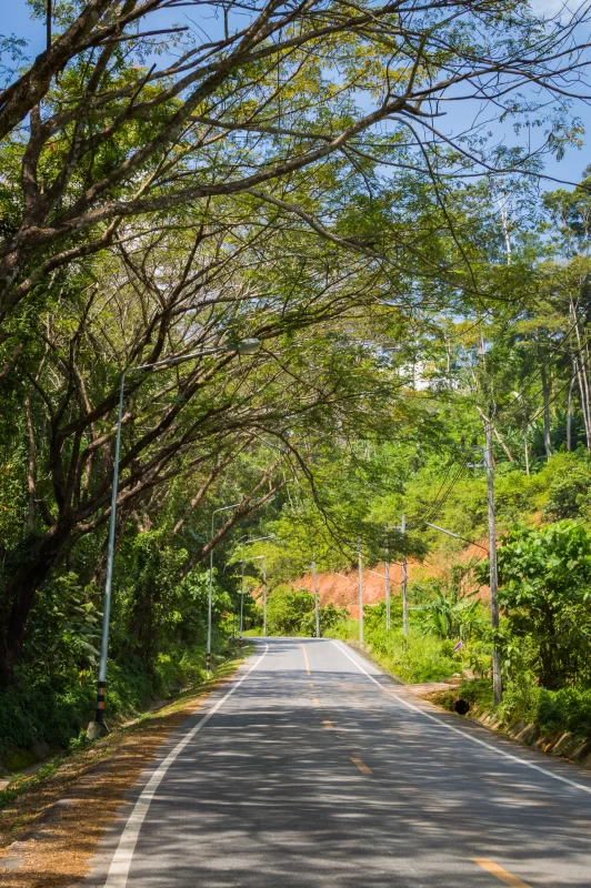 Спокойная дорога под густым кронами деревьев