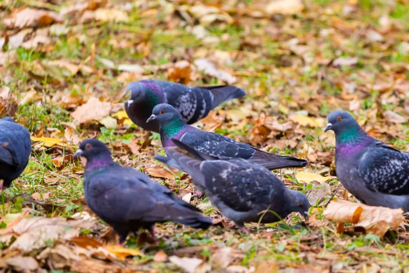 Flock of city pigeons on autumn ground covered with fallen leaves