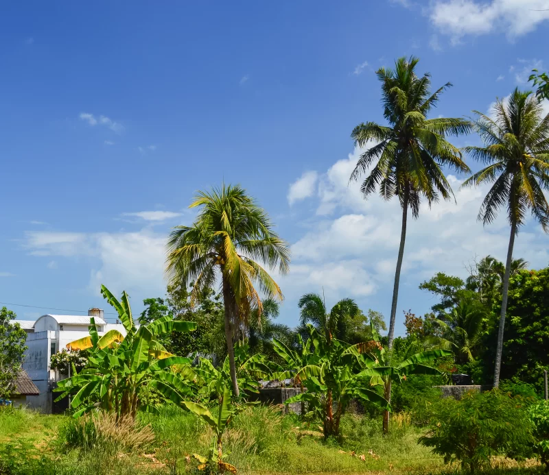 Тропический рай с пальмами и ясным голубым небом