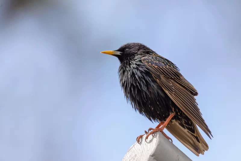 Common starling on a wooden post against a blue sky