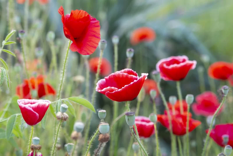 Яркие красные маки на зелёном лугу