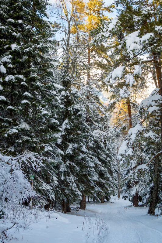 Зимний лес: тропа среди заснеженных елей