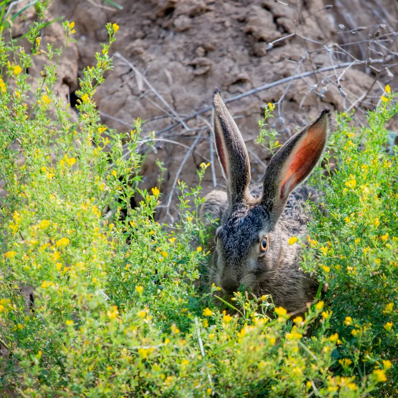 Заяц в поле с желтыми цветами