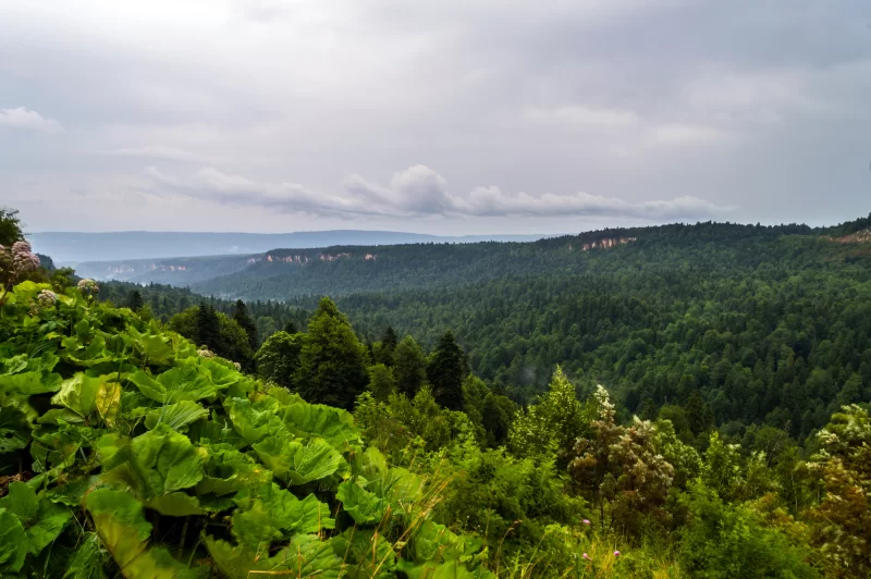 Панорама зеленого лесного массива с облаками над горизонтом