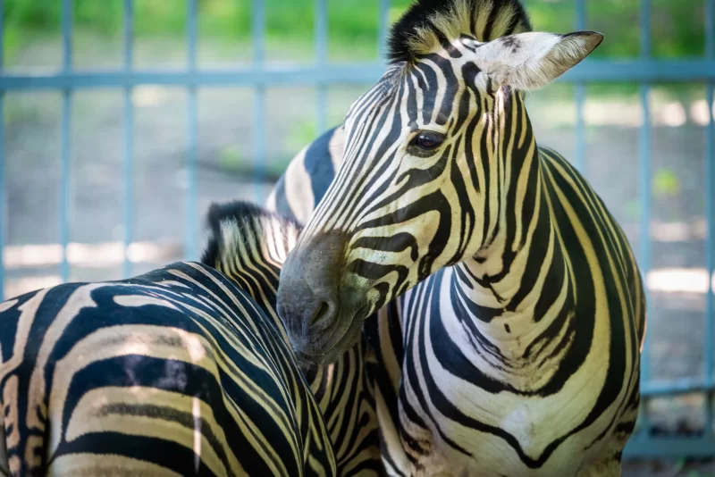 Две зебры в вольере: крупный план полосатого узора и нежный момент