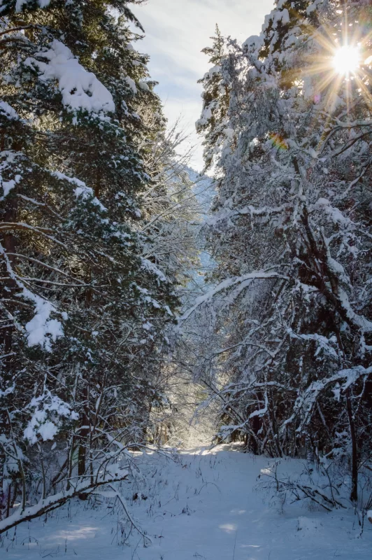 Солнечный зимний лес