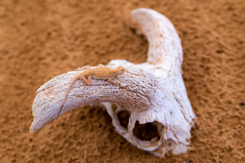 Ящерица на черепе в пустыне