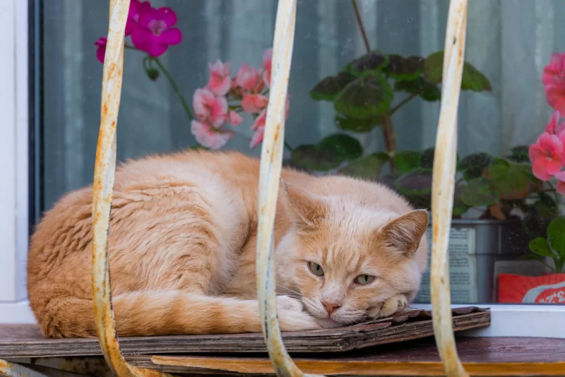 Ginger Cat Napping on a Windowsill