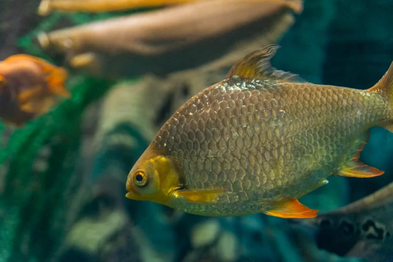 Золотая рыбка в аквариуме