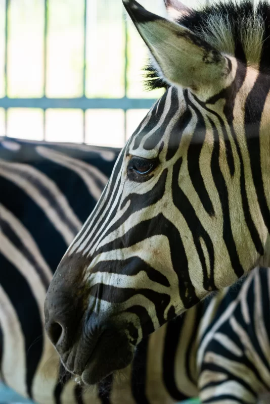 Портрет зебры вблизи: детализация узора и взгляд животного