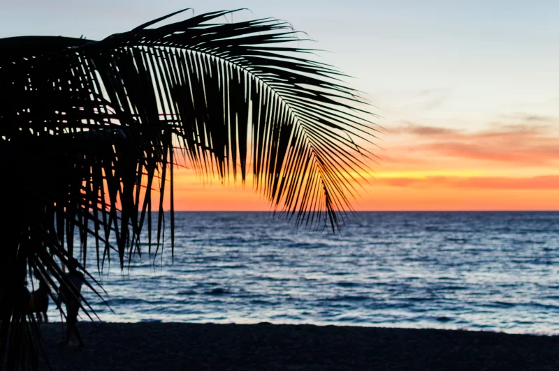 Palm Tree Silhouette Against Sunset Ocean