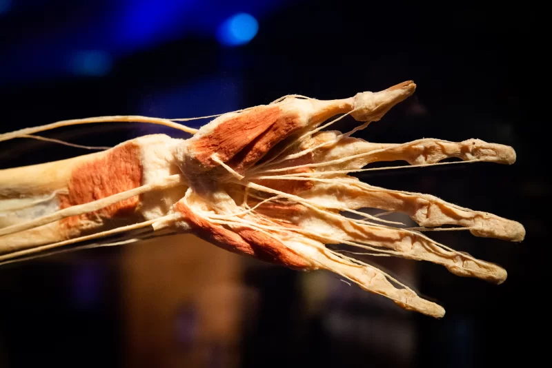 Выставка анатомии человека Гюнтера фон Хагенса