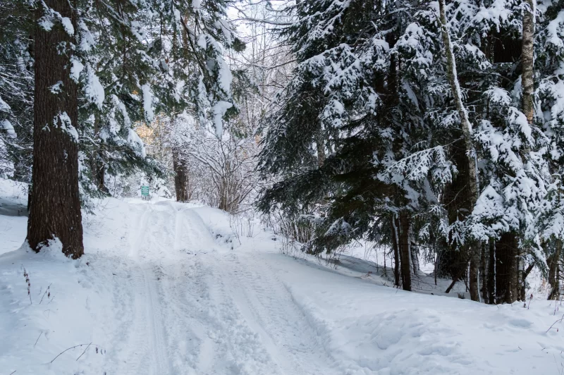 Зимний лес: заснеженные ели и лесная дорога