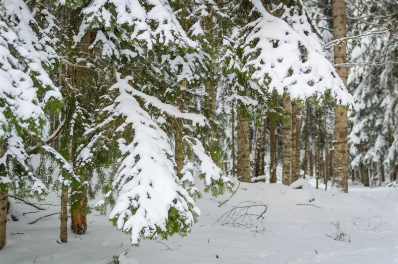 Зимний лес: пушистые снежные ели и деревья в инее