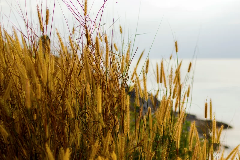 Золотые травы на берегу моря на закате