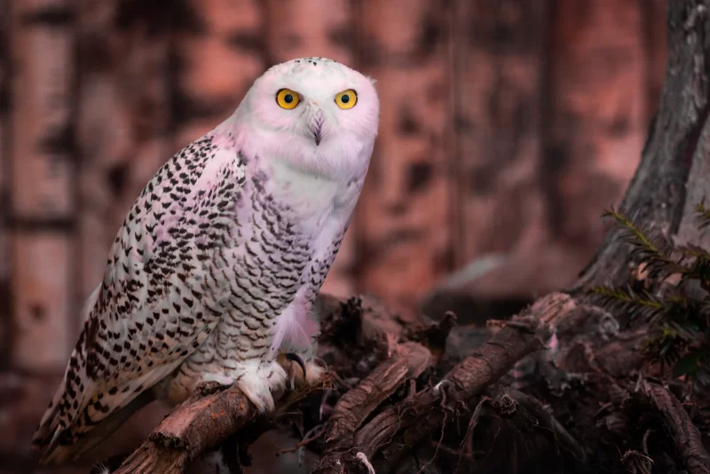 Белая сова с пронзительными желтыми глазами сидит на ветке