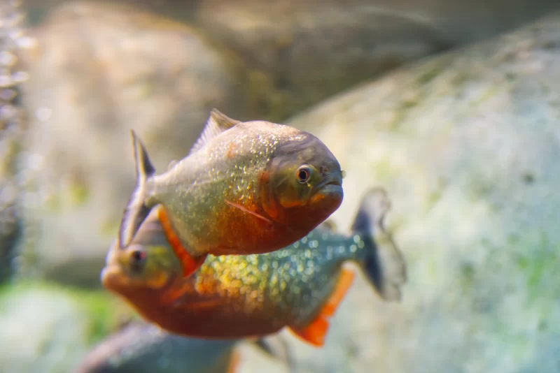 Агрессивные пираньи в воде