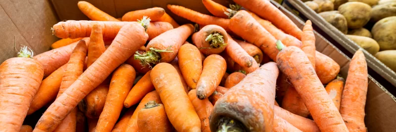 Свежие морковные корнеплоды в картонной коробке, крупным планом