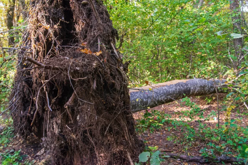 Дерево, вырванное из земли в лесу Адыгеи