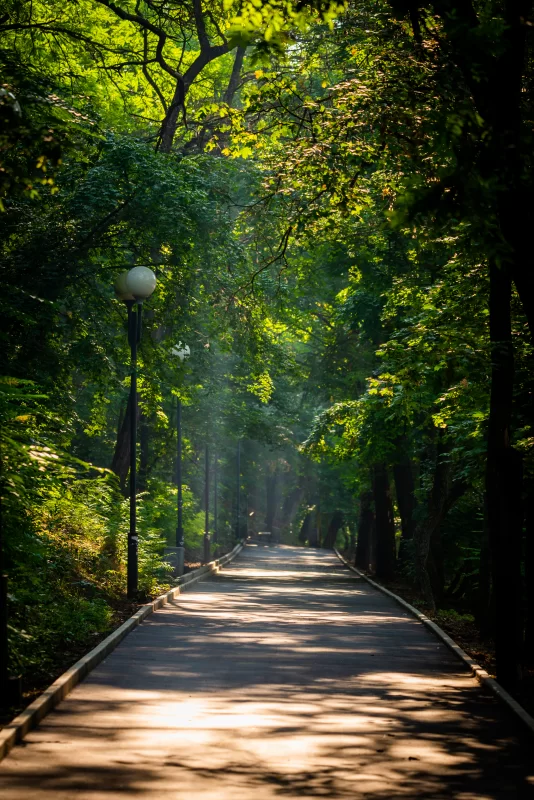 Sunlit Forest Path Through Lush Green Trees