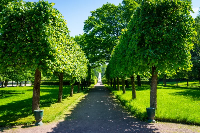 Аллейная дорога в парке с фонтаном