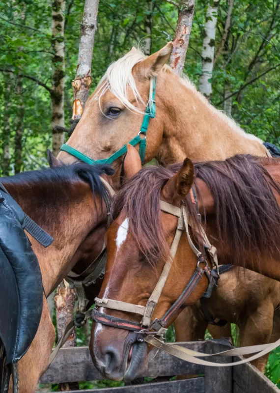 Три лошади в лесу: близкий контакт и природная гармония