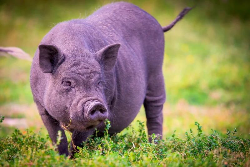 Вьетнамская вислобрюхая свинья