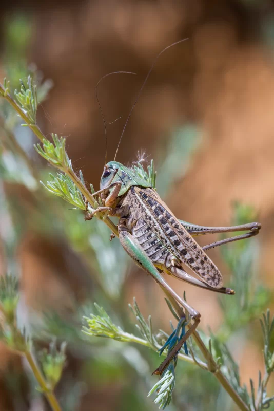 Крупный план кузнечика на зеленой ветке в солнечном свете