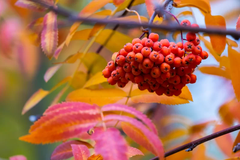 Яркие ягоды рябины на ветке осенью