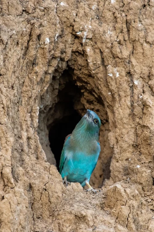 Голубая птица у входа в нору в песчаной стене