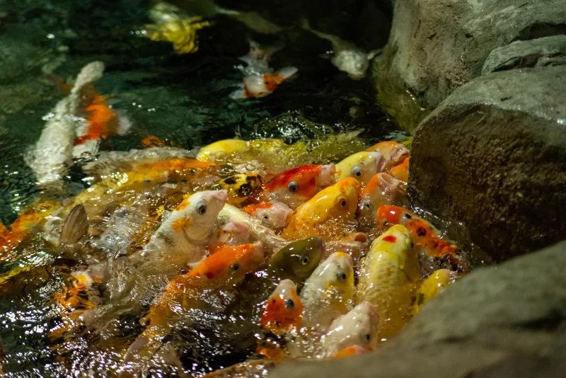 School of koi fish in water