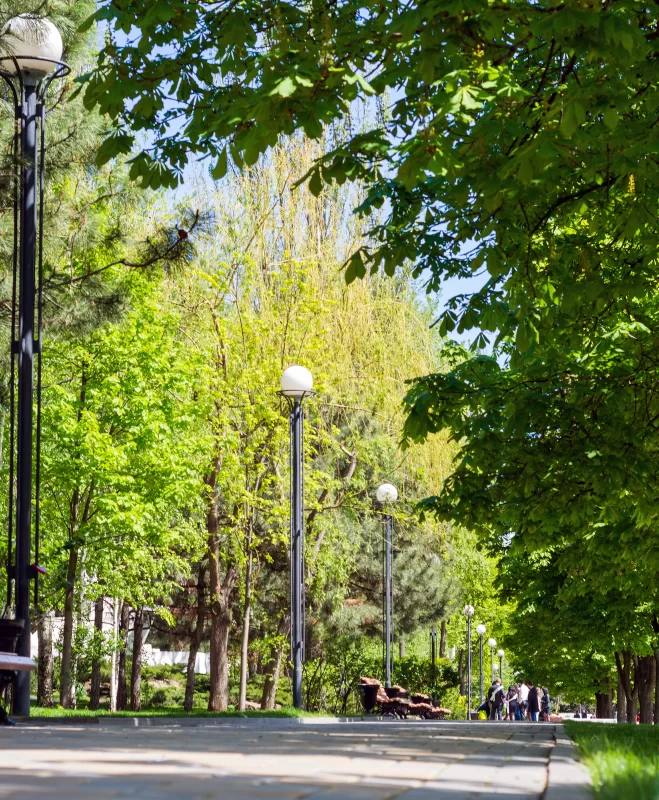 Аллея деревьев