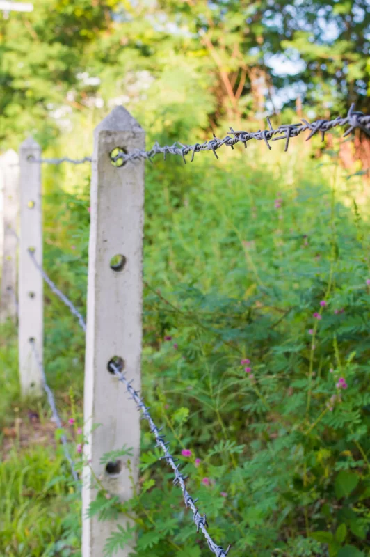 Old barbed wire on a concrete fence amidst green vegetation