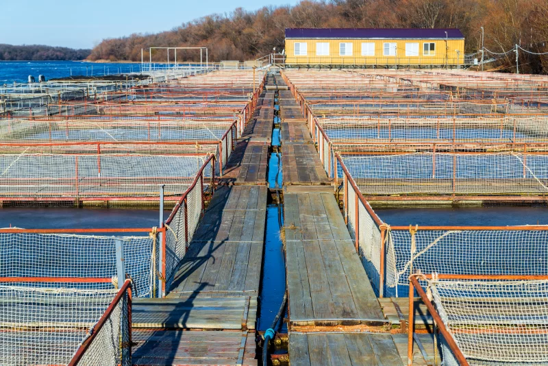 Рыбные загоны на естественной реке