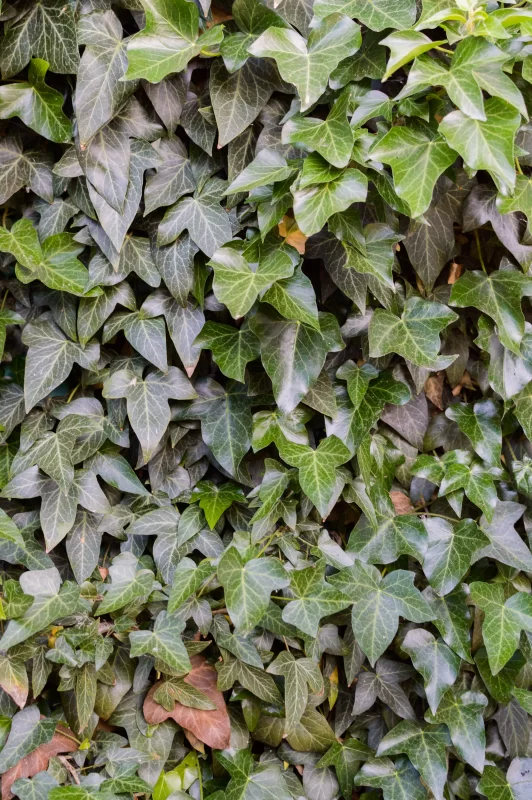 Hedera or ivy green background