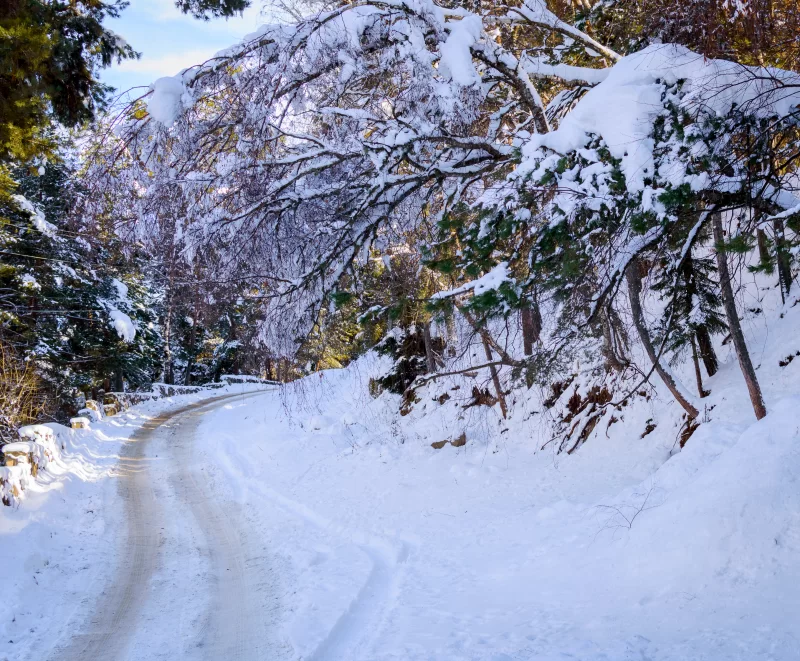 Зимняя дорога в заснеженном лесу