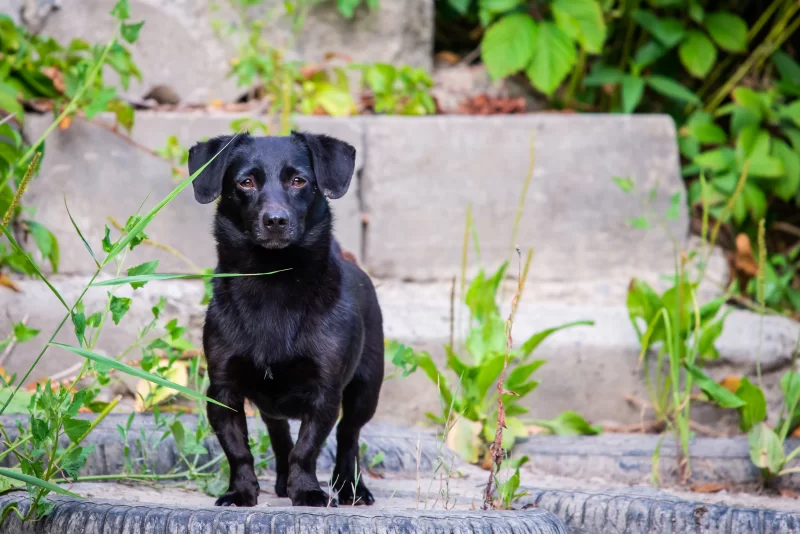Чёрный пёс на ступеньках