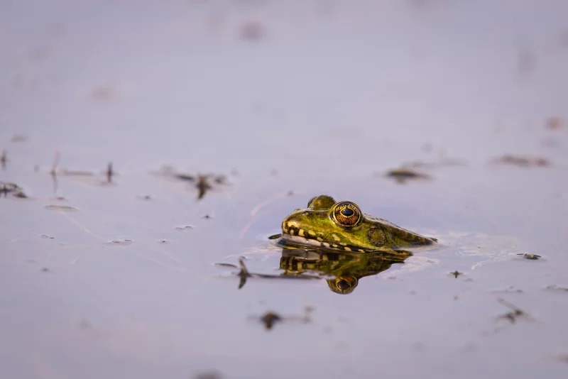 Frog's head in water
