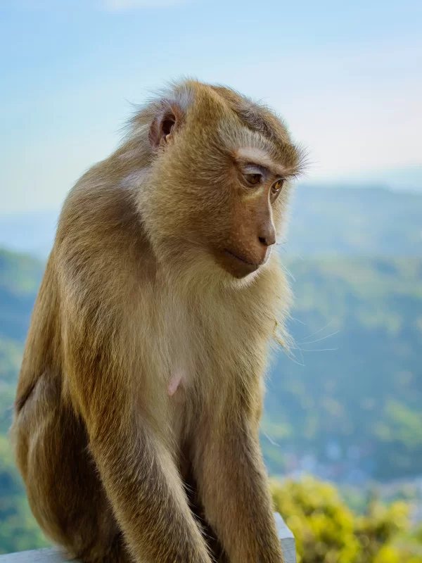 Monkey Against Mountain Backdrop