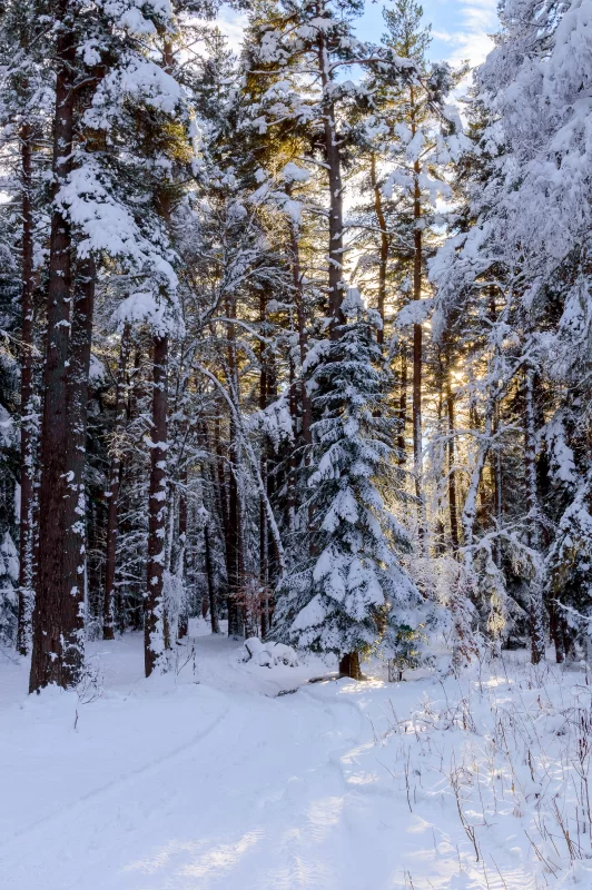 Зимний лес: заснеженные ели и тропа среди величественных сосен