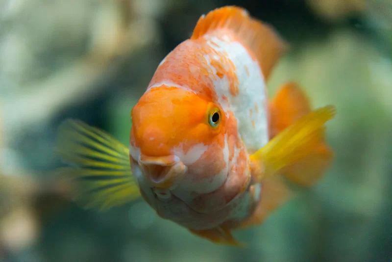 Яркая аквариумная рыбка Кровавый попугай крупным планом