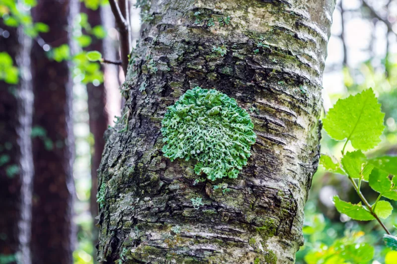 Зелёный лишайник на стволе березы