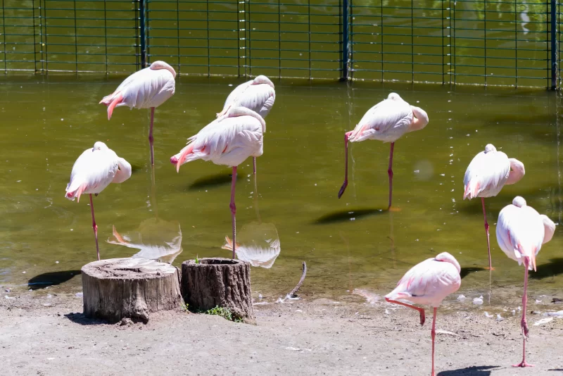 Стая фламинго в пруду