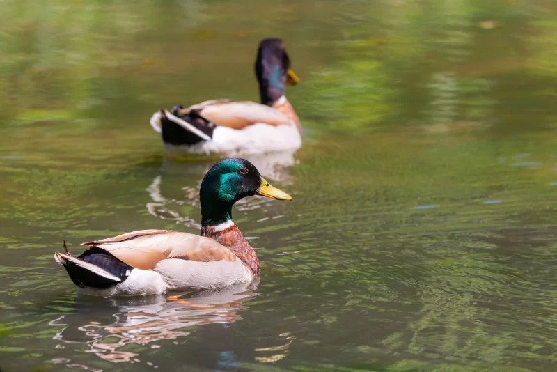Two mallard drakes swimming on calm water on a sunny day